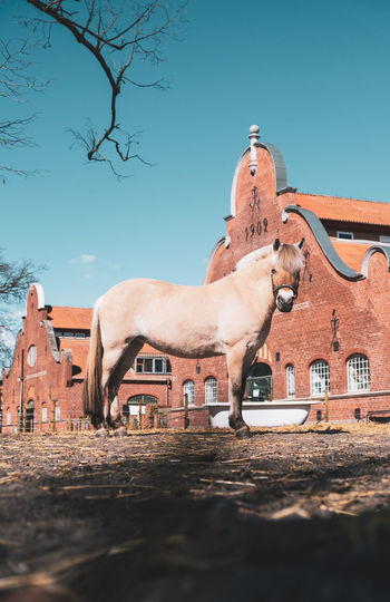 Low angle view of horse against the sky