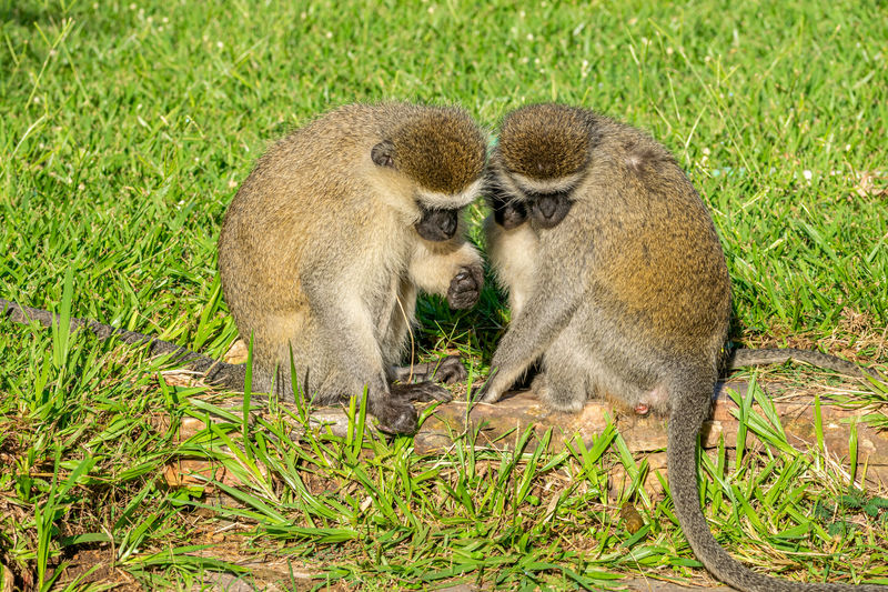 Vervet monkey, chlorocebus pygerythrus, looking at poop