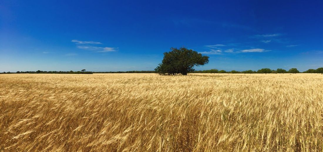 Scenic view of field against blue sky