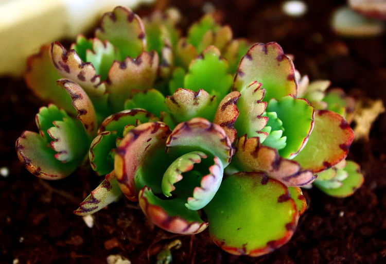 Close-up of plant