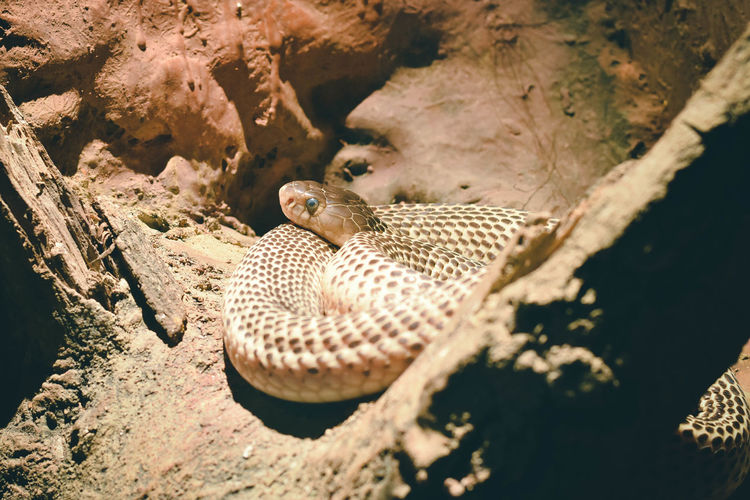A gloden sptting cobra coiled on the floor in serpentarium