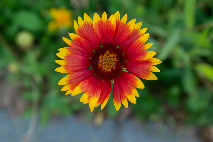 Close-up of red flower
