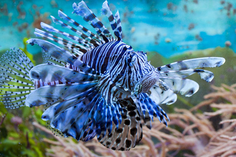 Lionfish swimming in sea