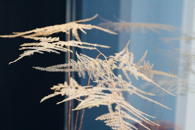 Close-up of frost on snow