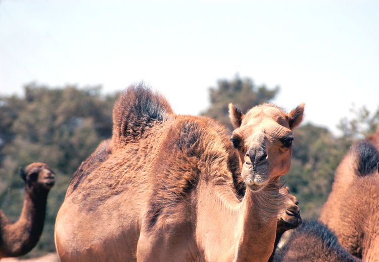 Dromedary camels waiting along the roadside.