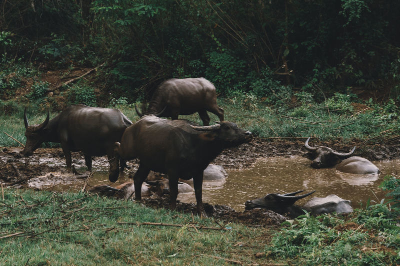 Water buffalo graze near a water hole in myanmar countryside. 