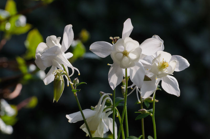 Close-up of white flower blooming in park