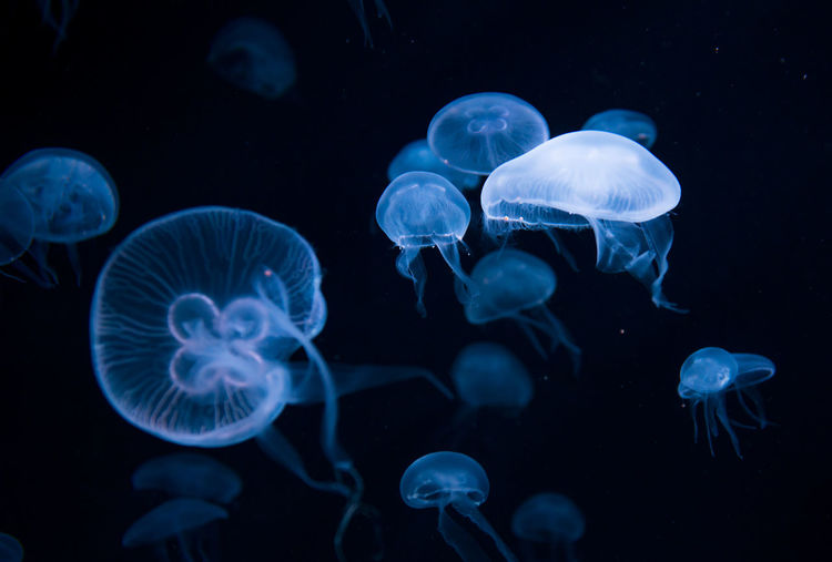 Jellyfish in the  aquarium