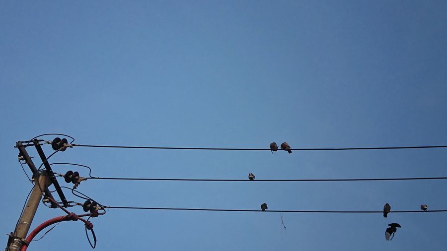 Low angle view of birds perching on cable