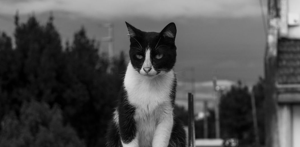 Close-up of black cat against sky