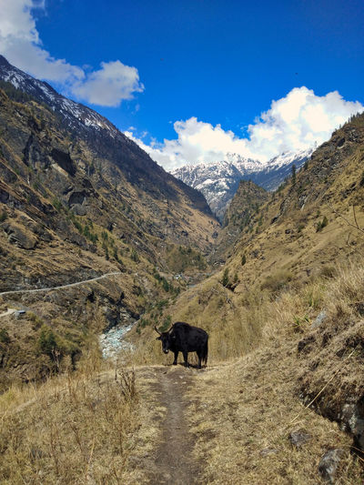 Meeting with a yak on the trekking trail of the annapurna circuit.