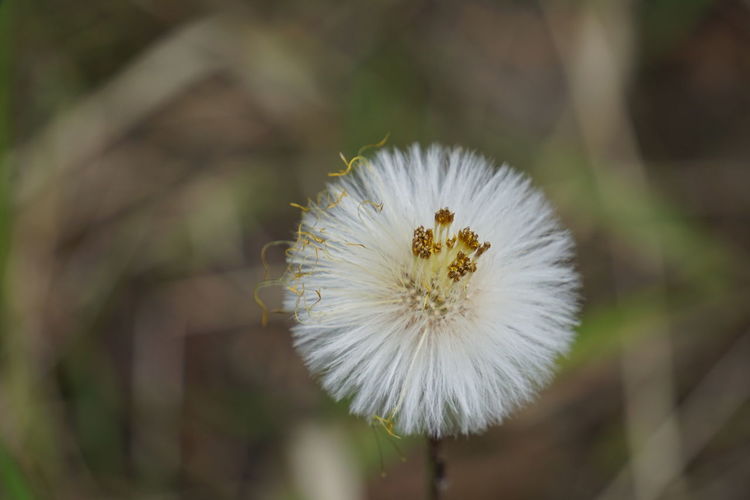 Close-up of white dandelion