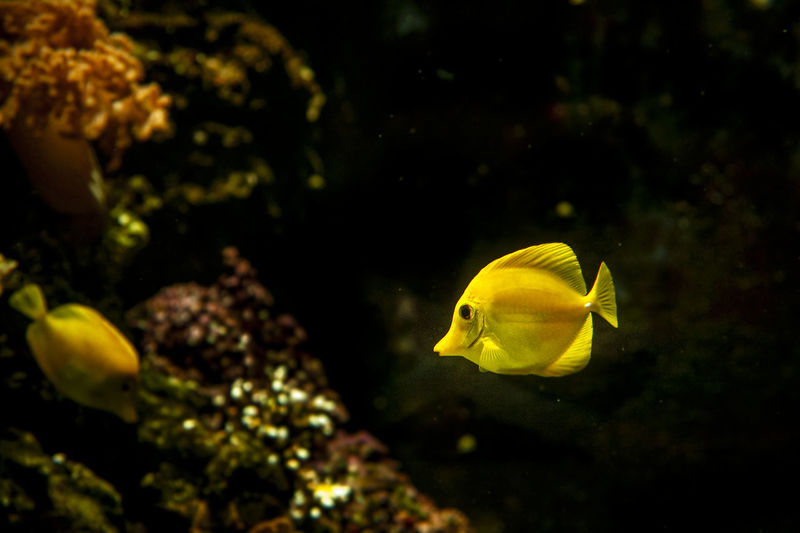 Yellow fish swimming in sea
