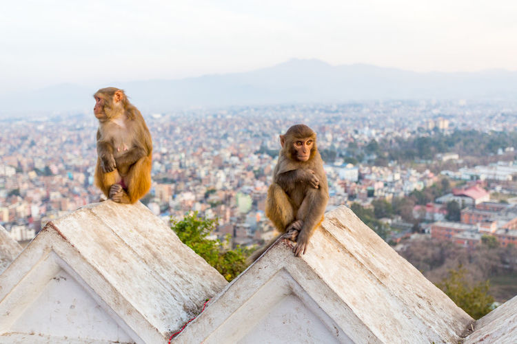 Monkeys sitting on retaining wall against cityscape