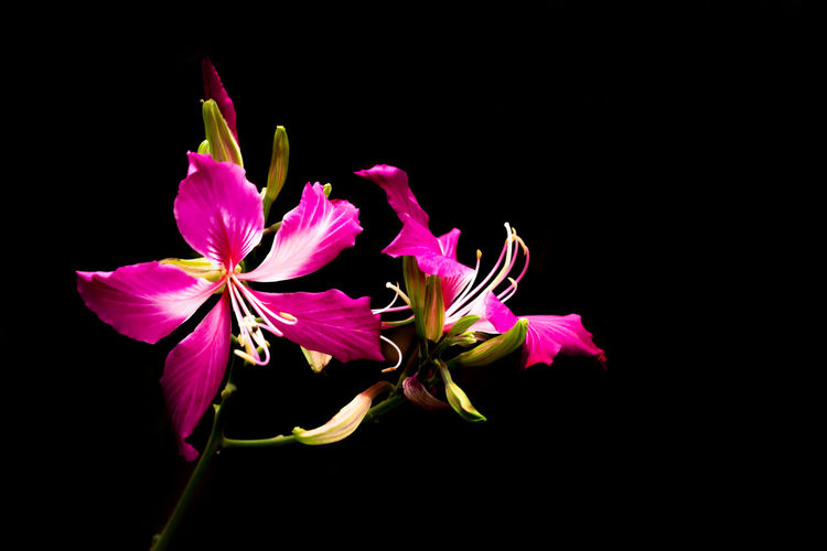 Close-up of pink flowering plant against black background