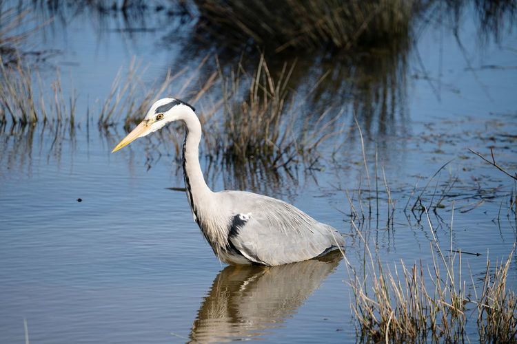 Heron on the hunt