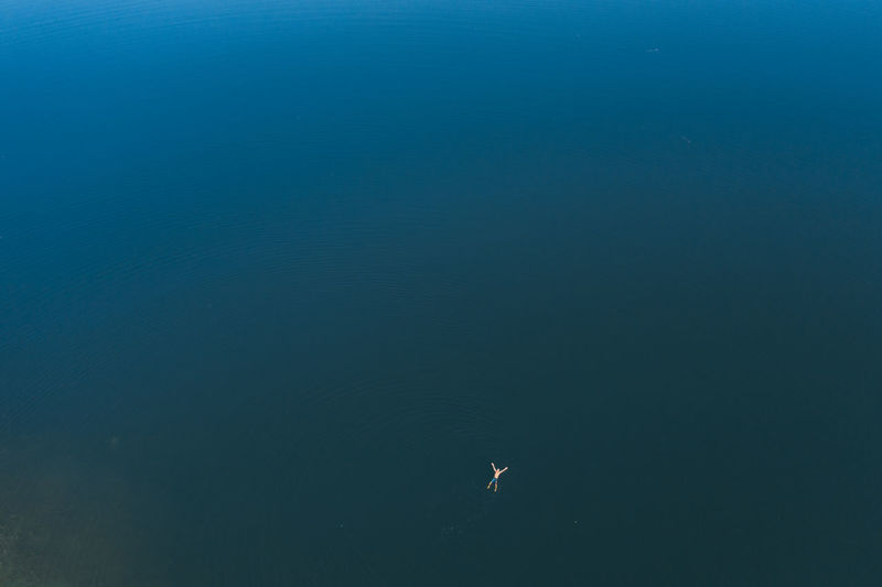 High angle view of birds swimming in lake