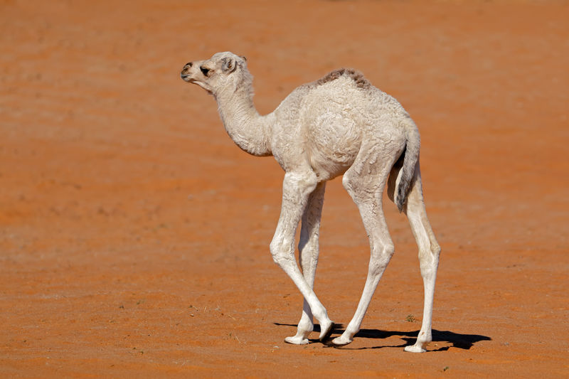 Came calf walking at desert