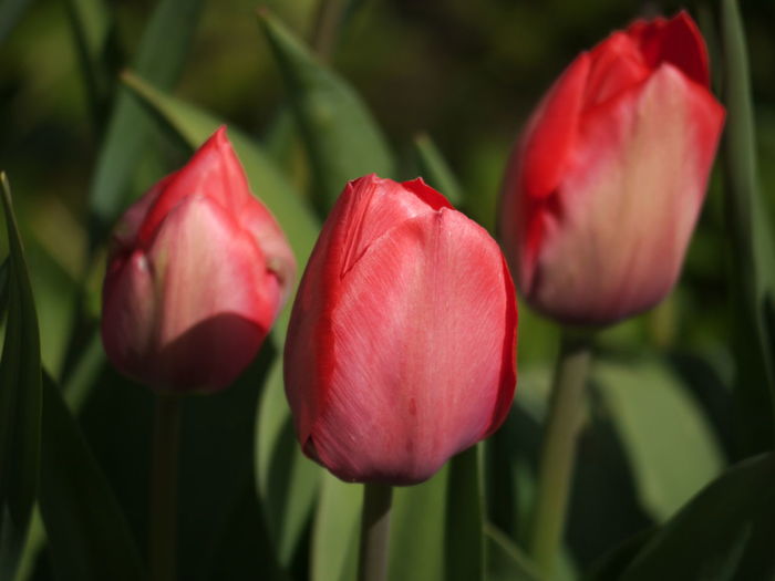 Close-up of red tulip