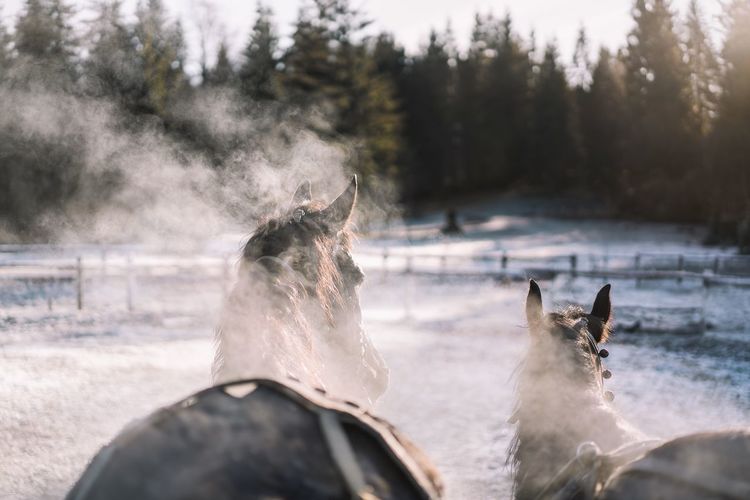 Rear view of horses in steamy winter forest