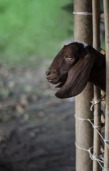 Close-up of an animal on wooden post
