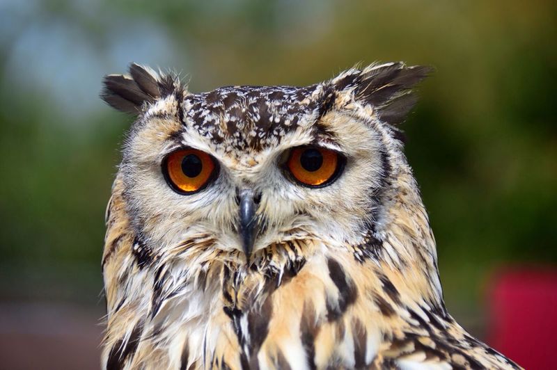 Portrait of owl