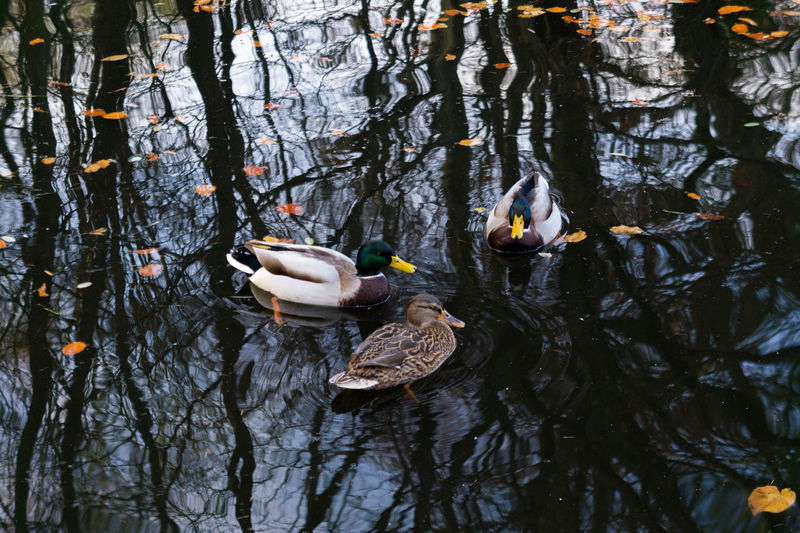 View of ducks swimming in lake