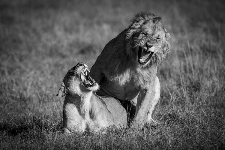 Mono lion and lioness roar during mating