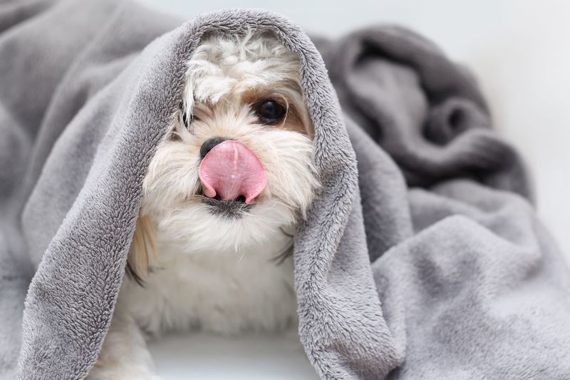 Close-up of dog in towel