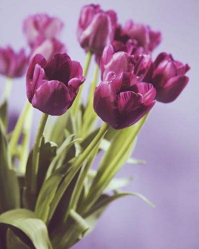 Close-up of purple tulips blooming outdoors