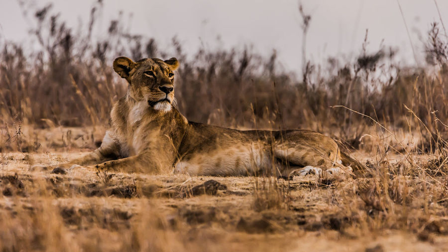 A lion on alert while posing on the ground