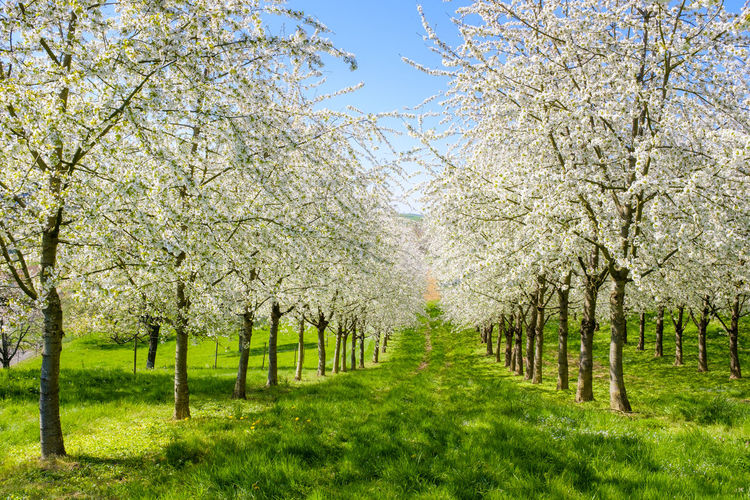 Blossoming cherry trees in the eggenertal valley in early spring, schliengen, baden-württemberg, germany
