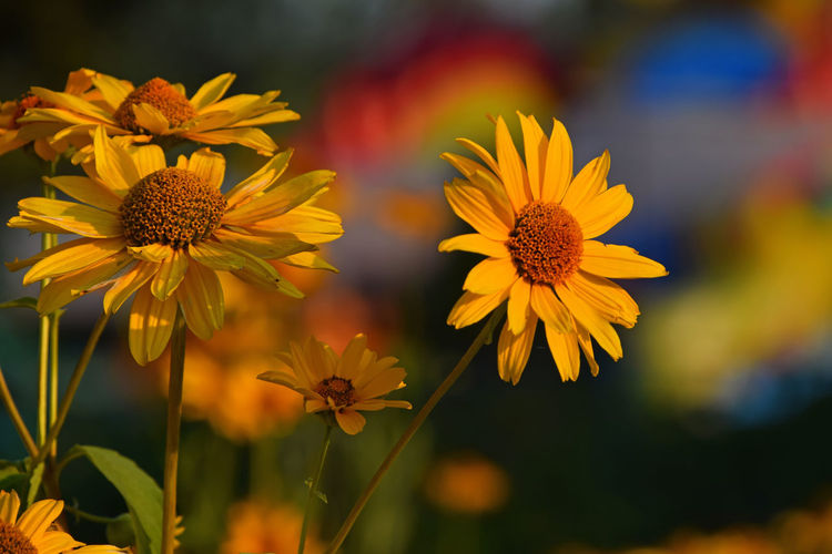 Close-up of yellow flowers against blurred background