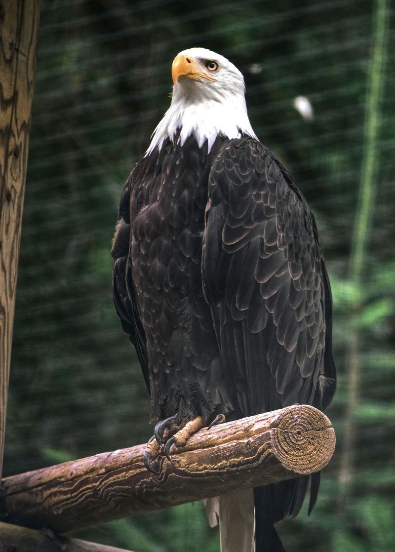 Page 9 of Eagle - Bird pictures | Curated Photography on EyeEm