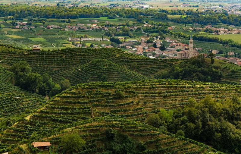 Vineyards of prosecco grapes in treviso hills, in the background the col san martino town