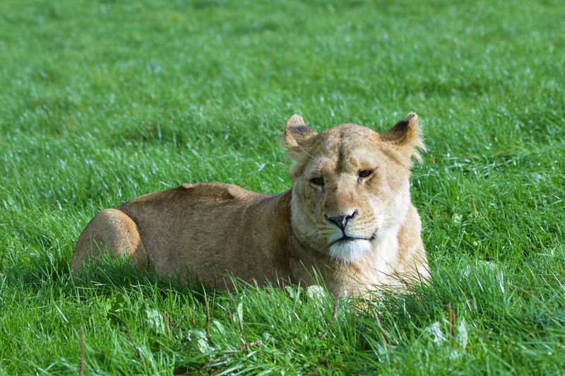 Lion relaxing on grass