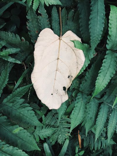 Close-up of leaves