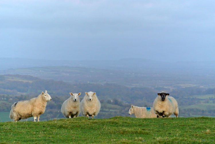 Sheep in a field on a hill