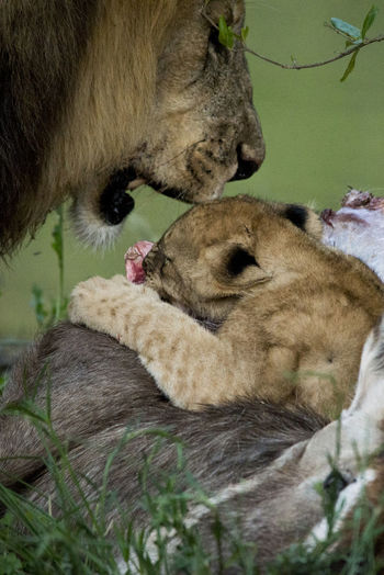 Lion and cub on meat on field
