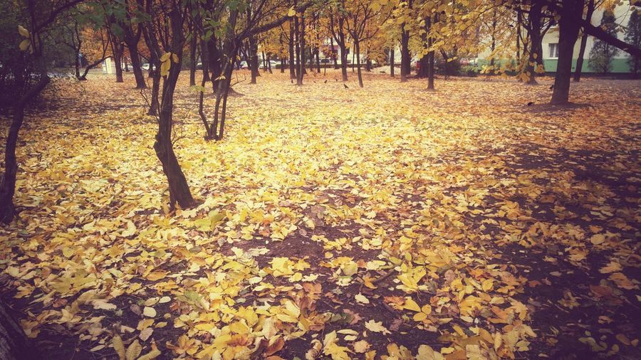 Autumn trees on field