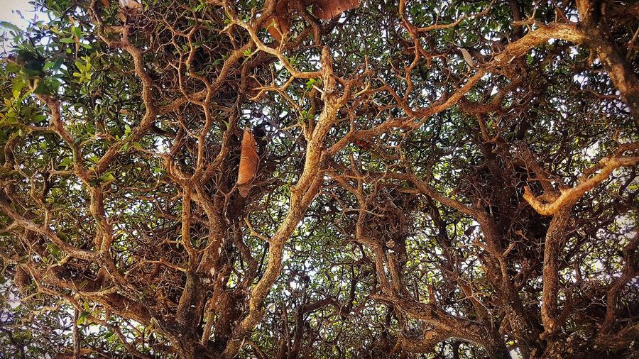 Low angle view of trees in forest
