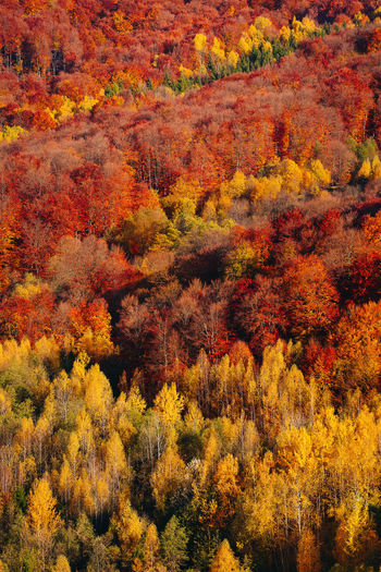 Full frame shot of colorful autumnal trees