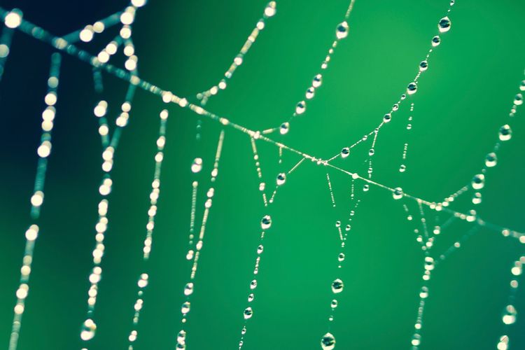 Full frame shot of wet spider web