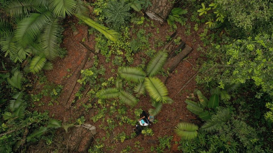 High angle view of person walking on field in forest jungle 