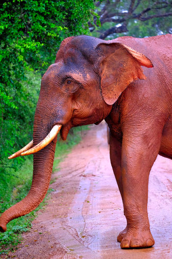 Indian elephant blocking the road in ellakanda national park, southern sri lanka.
