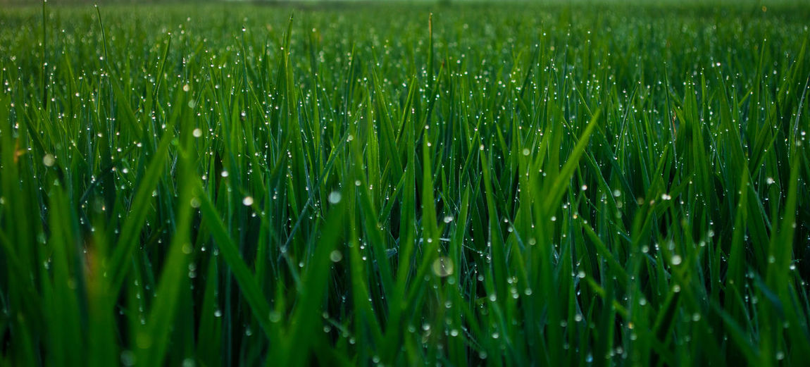 Panoramic view of wet grassy field