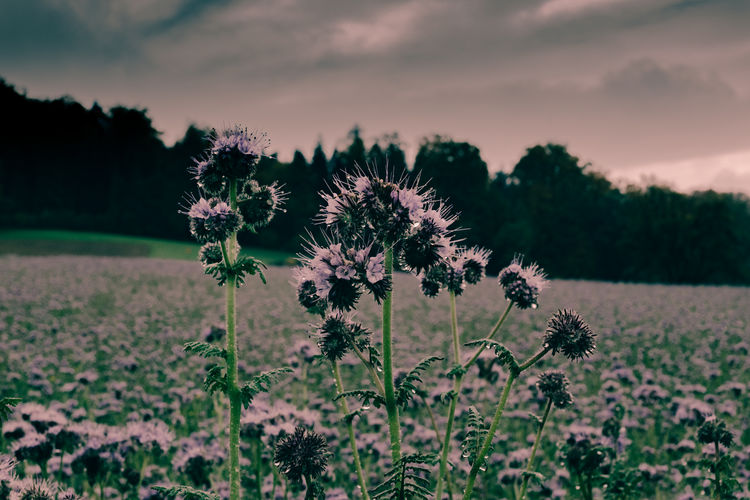 Close-up of pink flowers blooming in field