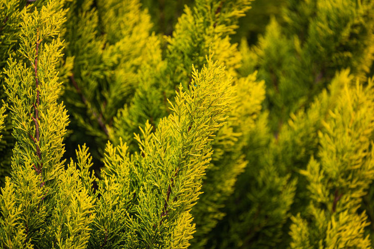 Close up of the bright green young coniferous branches on a green blurred background, soft focus
