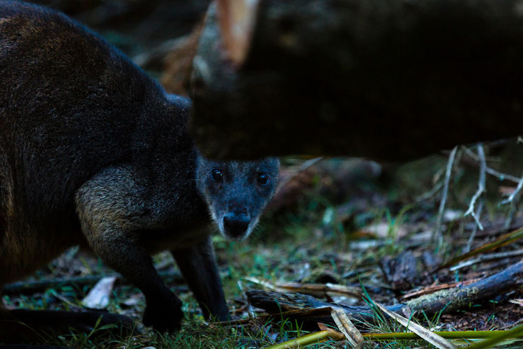 View of a wallaby hiding behind a small log.