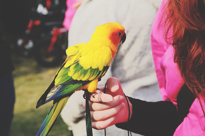 Close-up of woman holding parrot